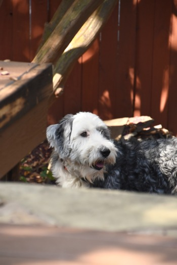 Mini Sheepadoodle Puppies For Sale - Simply Southern Pups